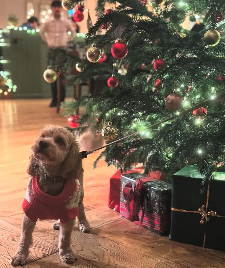 Cover Image for Your Cosy Christmas Escape at The Coat & Bear